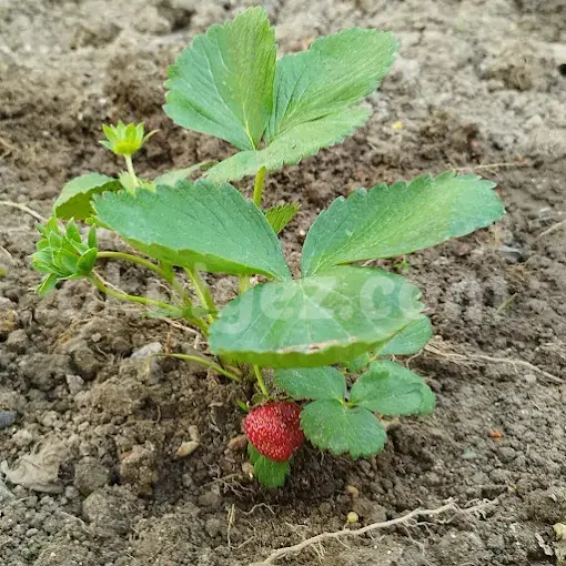 Özel Soğuksu Gölbaşı Anaokulu