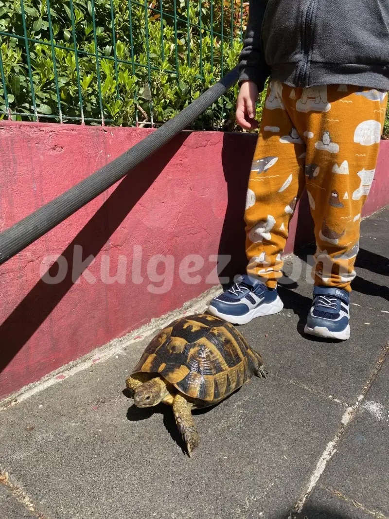 Özel Tabiat Anaokulu