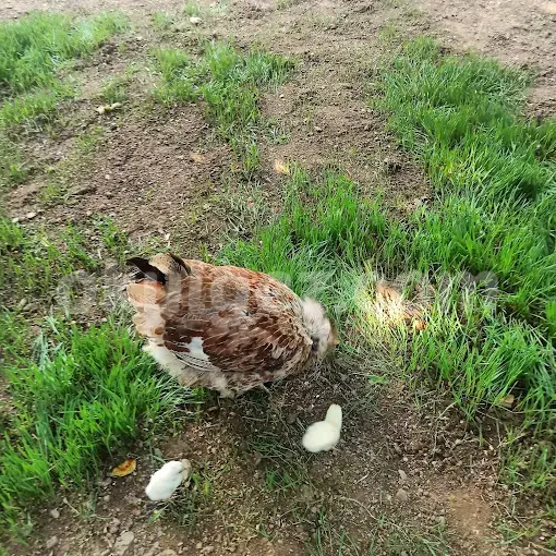 Özel Atakent Parlayan Yıldızlar Anaokulu
