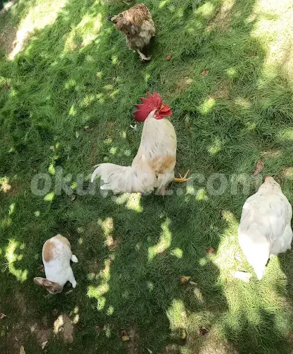 Özel Atakent Parlayan Yıldızlar Anaokulu