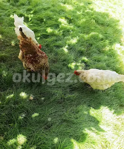 Özel Atakent Parlayan Yıldızlar Anaokulu