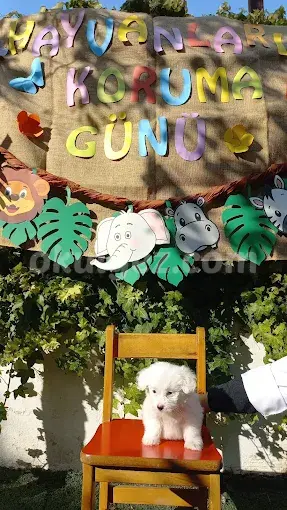 Özel Atakent Parlayan Yıldızlar Anaokulu