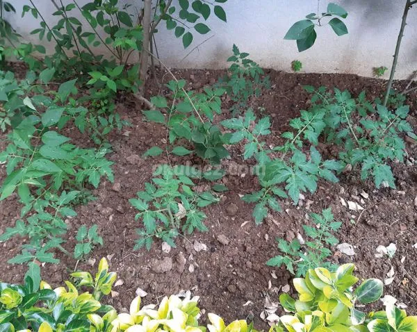 Özel Yağmur Abla Anaokulu