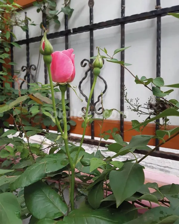 Özel Yağmur Abla Anaokulu