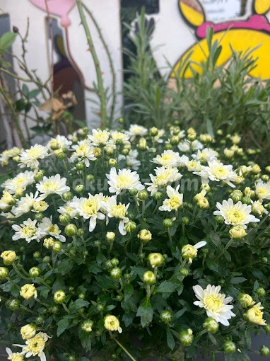 Özel Zümrüdü Anka Anaokulu